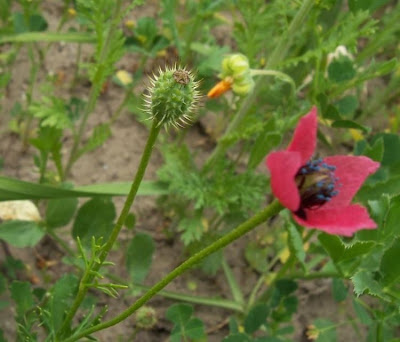 Papaver hybridum L.