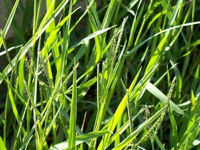 Water Finger Grass