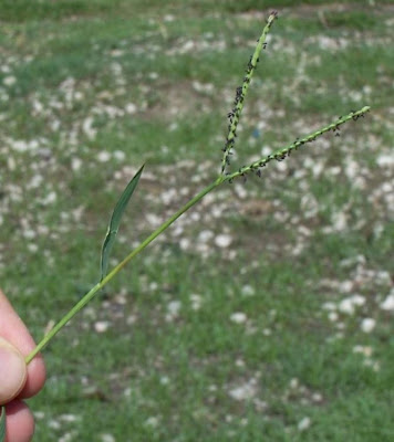 Water Finger Grass