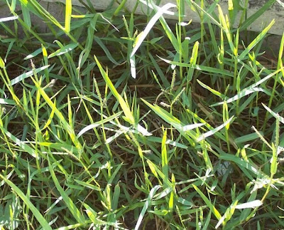 Water Finger Grass
