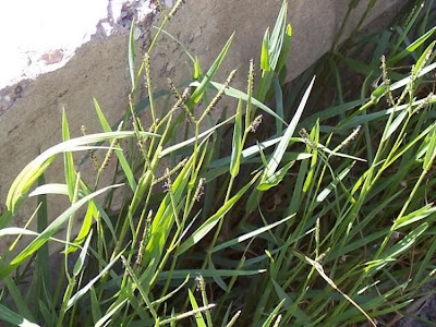 Water Finger Grass