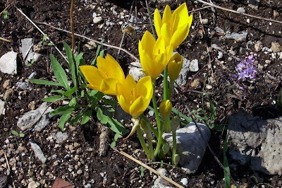Sternbergia lutea (L.) Ker-Gawl.
