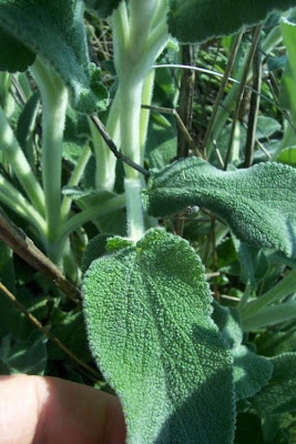 Downy Woundwort Downy Woundwort