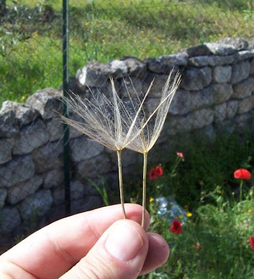 Baramonjin Baramonjin