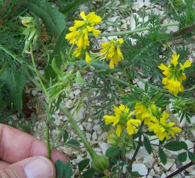 Cultivated fenugreek Cultivated fenugreek