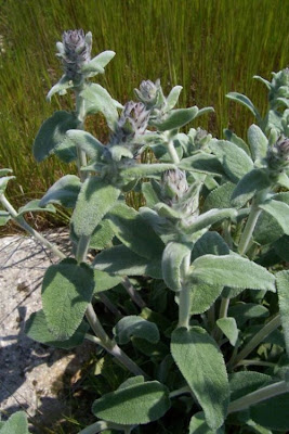 Downy Woundwort Downy Woundwort