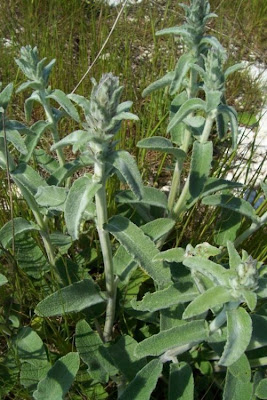 Downy Woundwort Downy Woundwort