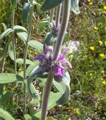 Stachys germanica L.
