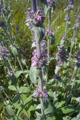 Stachys germanica L.