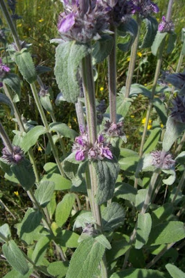 Stachys germanica L.