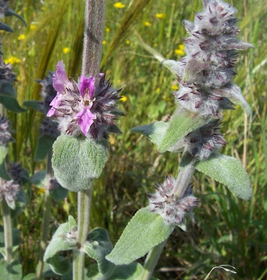 Stachys germanica L.