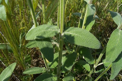 Stachys germanica L.