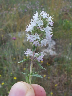 Thymus spinulosus Ten.