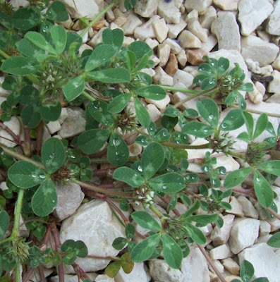 Rough clover