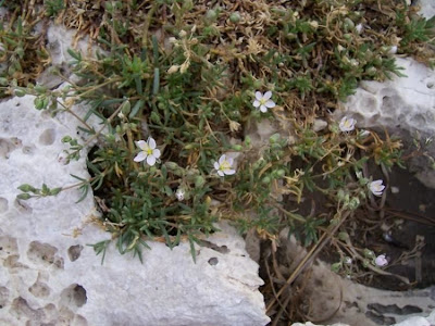 Salt sandspurry