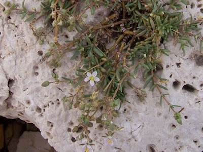 Salt sandspurry