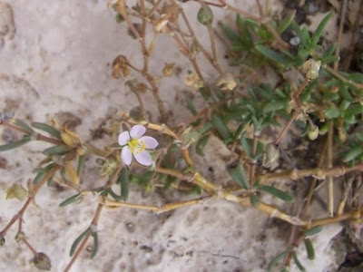 Salt sandspurry