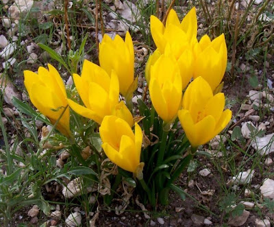 Sternbergia lutea (L.) Ker-Gawl.