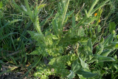 Bunte Distel Bunte Distel