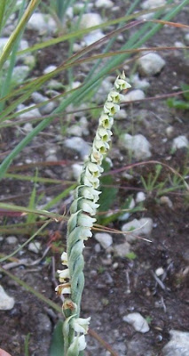 Autumn Lady's Tresses Autumn Lady's Tresses