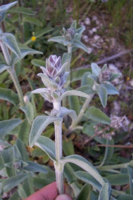 Downy Woundwort Downy Woundwort