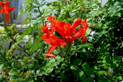 Cape-honeysuckle Cape-honeysuckle
