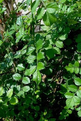 Cape-honeysuckle Cape-honeysuckle