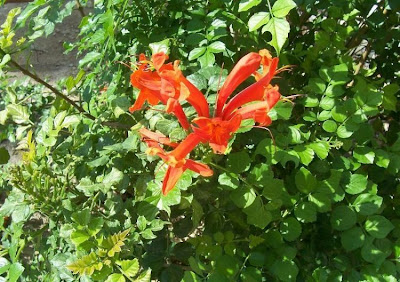 Cape-honeysuckle Cape-honeysuckle