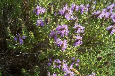 Thymus capitatus (L.) Hofmgg. et Lk.