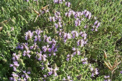 Thymus capitatus (L.) Hofmgg. et Lk.