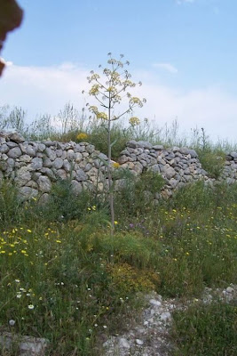 Firrastrina comune Firrastrina comune