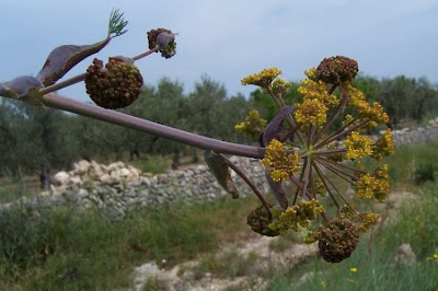 Firrastrina comune Firrastrina comune