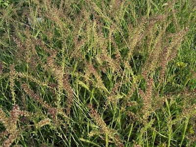 Stalked bur grass