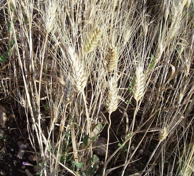 Durum wheat