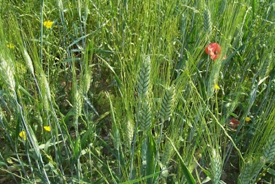 Durum wheat
