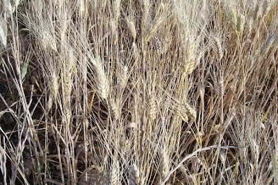 Durum wheat