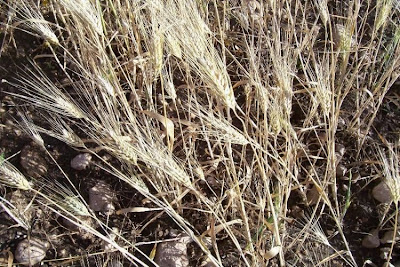 Durum wheat