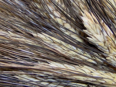 Durum wheat