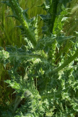 Bunte Distel Bunte Distel