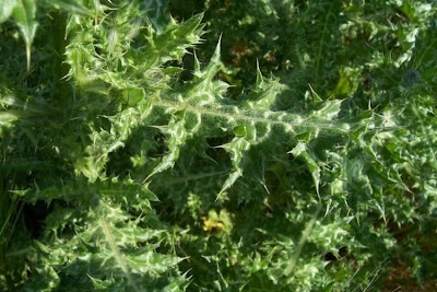 Bunte Distel Bunte Distel