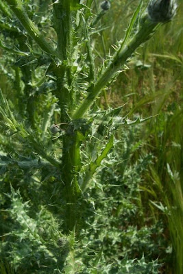 Bunte Distel Bunte Distel