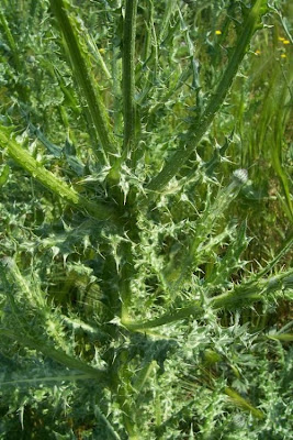Bunte Distel Bunte Distel