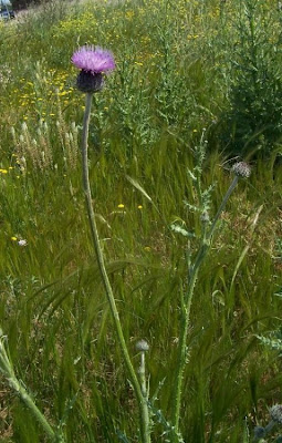 Bunte Distel Bunte Distel