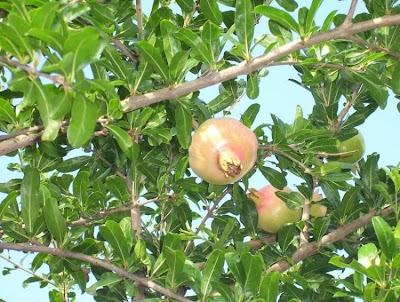 Mangrano