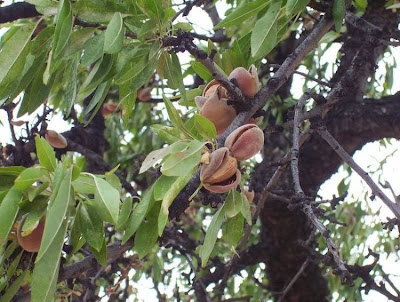 Almond Almond