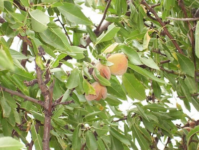 Almond Almond