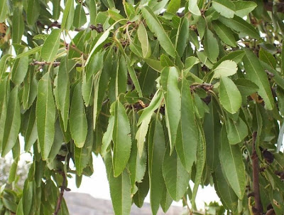 Almond Almond
