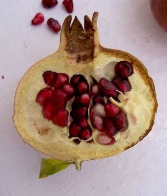 Mangrano