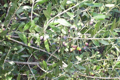 African olive African olive