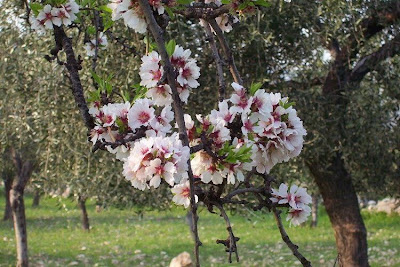Almond Almond